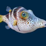 Valentinni’s sharpnose puffer