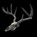 White Deer Skull 3d Model - White-tail deer skull 3D model, meticulously scanned with photogrammetry, displaying realistic bone textures and anatomical detail for game development and visualization.