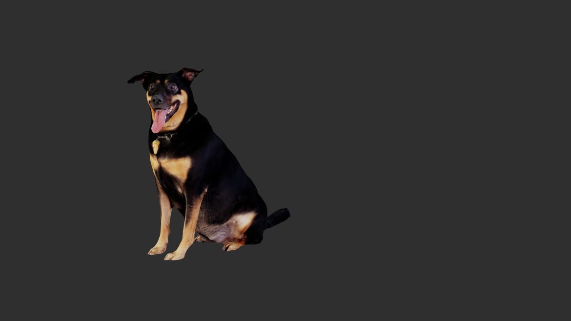 abby the dog 3d model