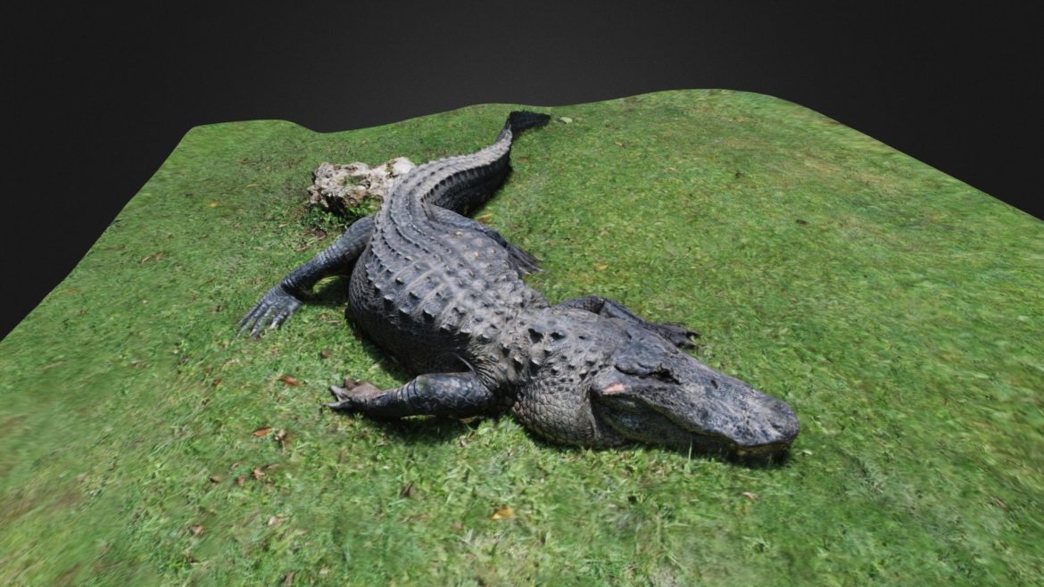 alligator reduced 1300k polys to 113k 3d model