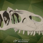 Allosaurus Cranium