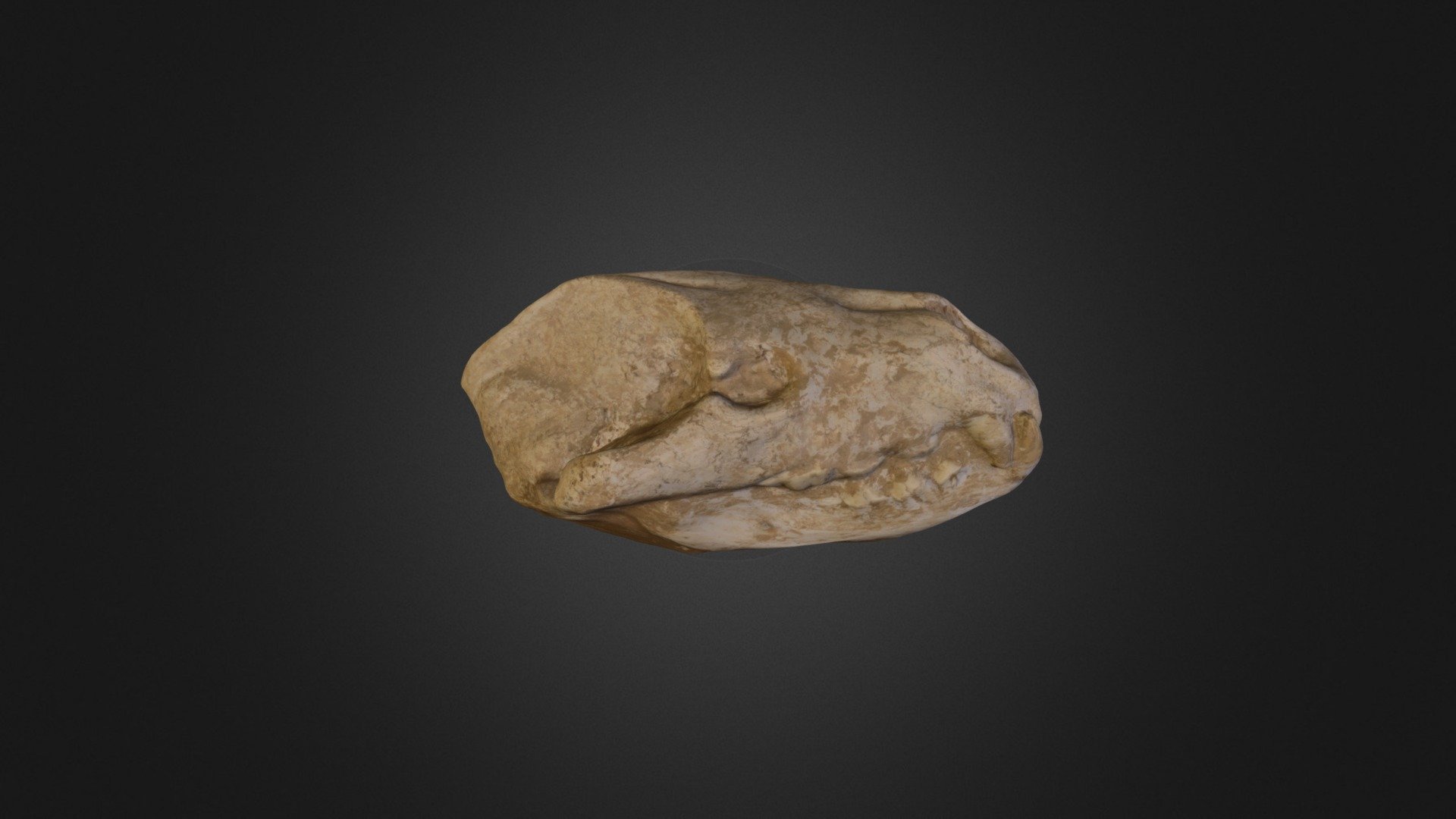 ASIA LION SKULL