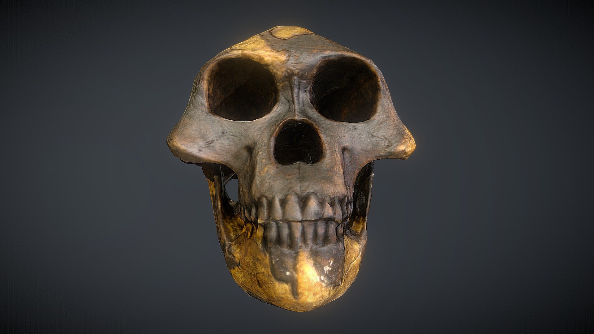 Australopithecus afarensis (Lucy)