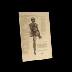 De humani corporis fabrica. Epitome (CCF.46.36)
