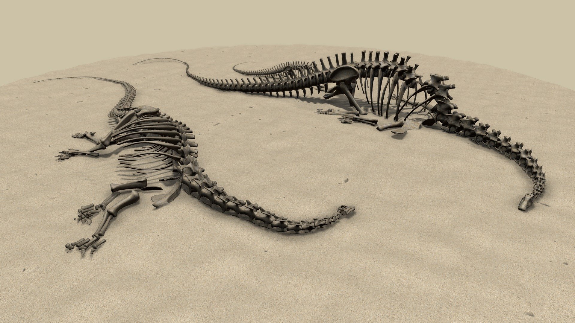 Diplodocus skeletons
