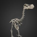durban dodo skeleton anatomically correct pose 3d model
