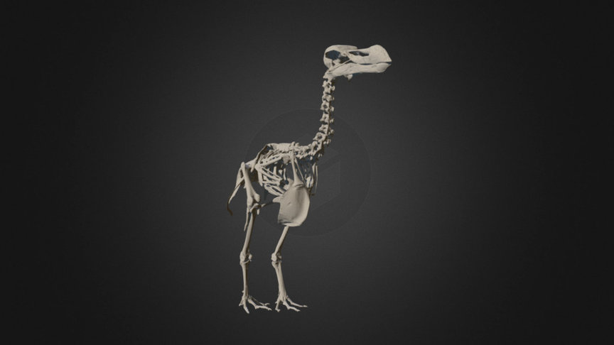 Durban Dodo Skeleton – Museum Scan