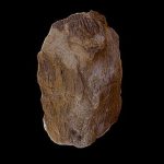 Equisetites – Capitol Reef National Park