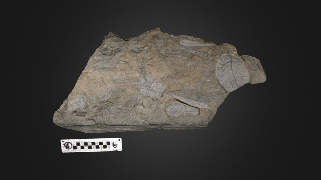 Fossil foliage with leaves highlighted