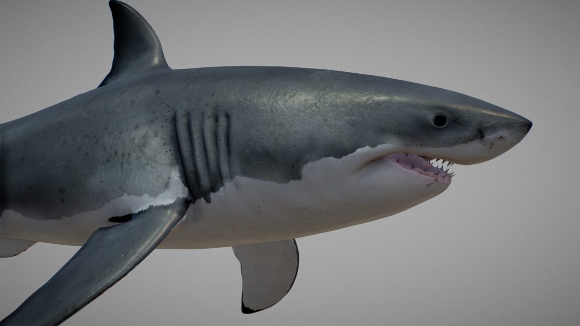 great white shark carcharodon carcharias 3d model