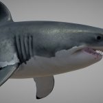 great white shark carcharodon carcharias 3d model