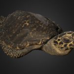 Hawksbill Sea Turtle
