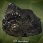 Helicoprion davisii fossil IMNH 37899