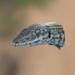 ibiza wall lizard 3d scanned alive in the field 3d model