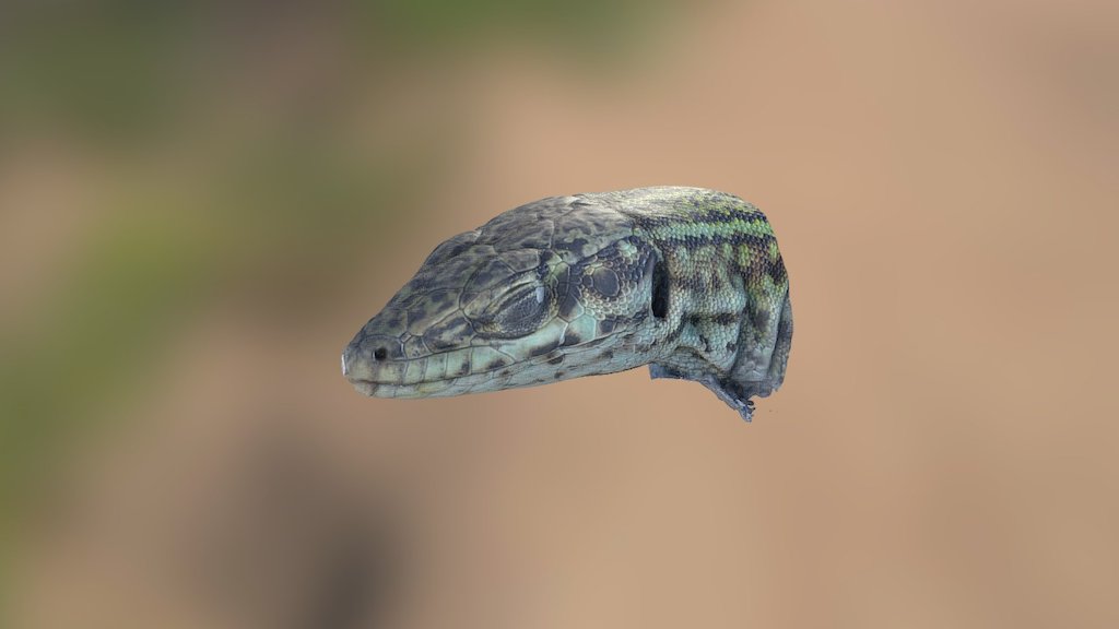 Ibiza Wall lizard 3D scanned alive in the field