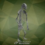 imnh r 2400 grizzly bear 3d model