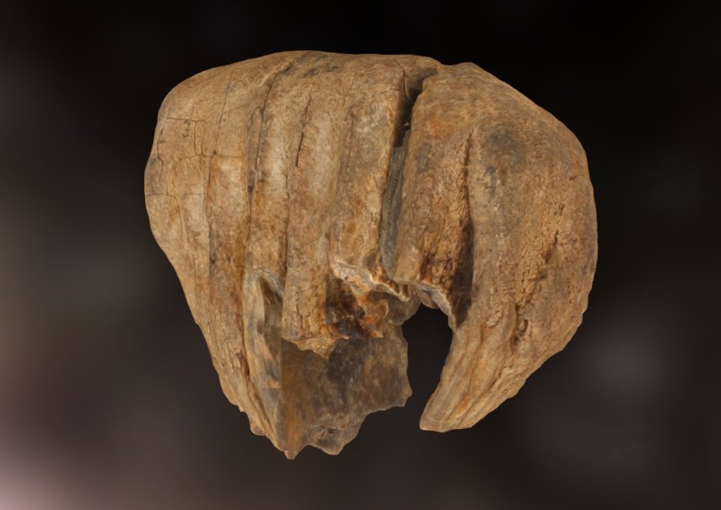 Juvenile Elephant Tooth (125,000 years old)