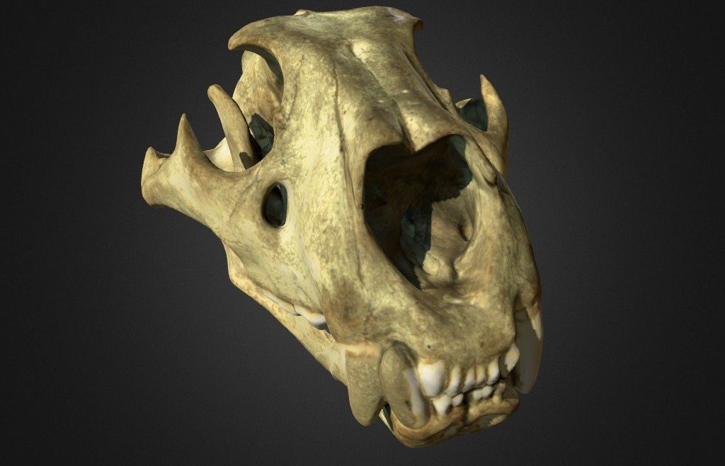 Lion Skull - deep3dsea