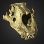 Lion Skull