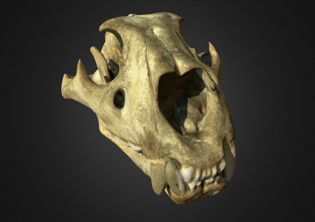 Lion Skull