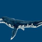 liopleurodon ferox swim cycle 3d model