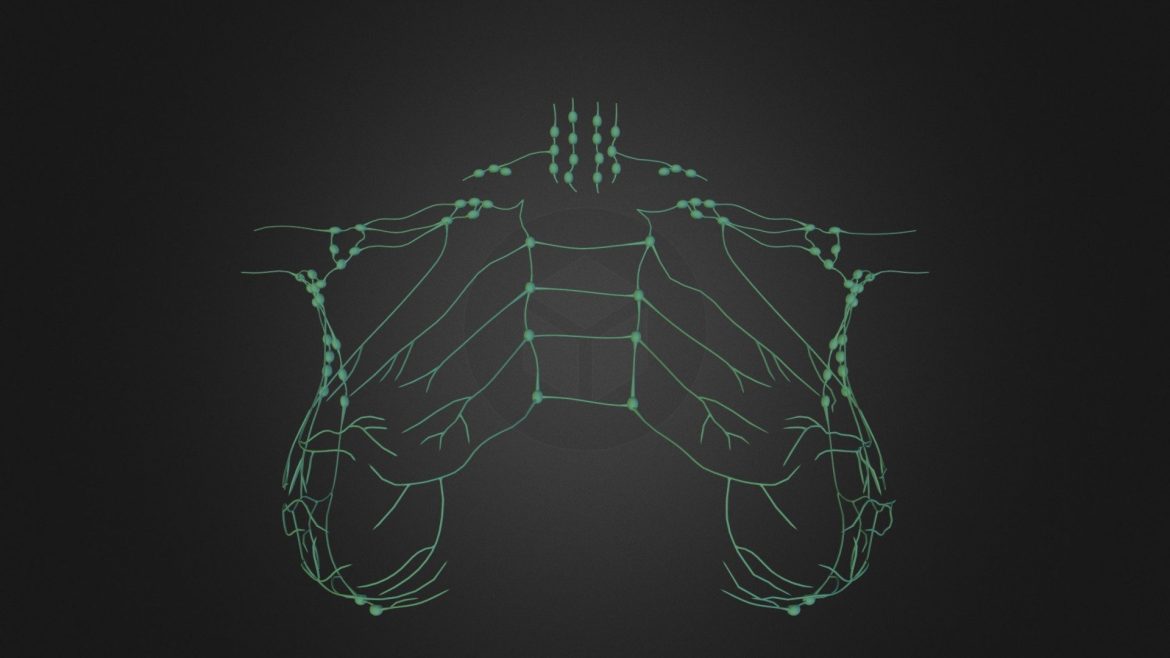 lymph obj curtzip 3d model
