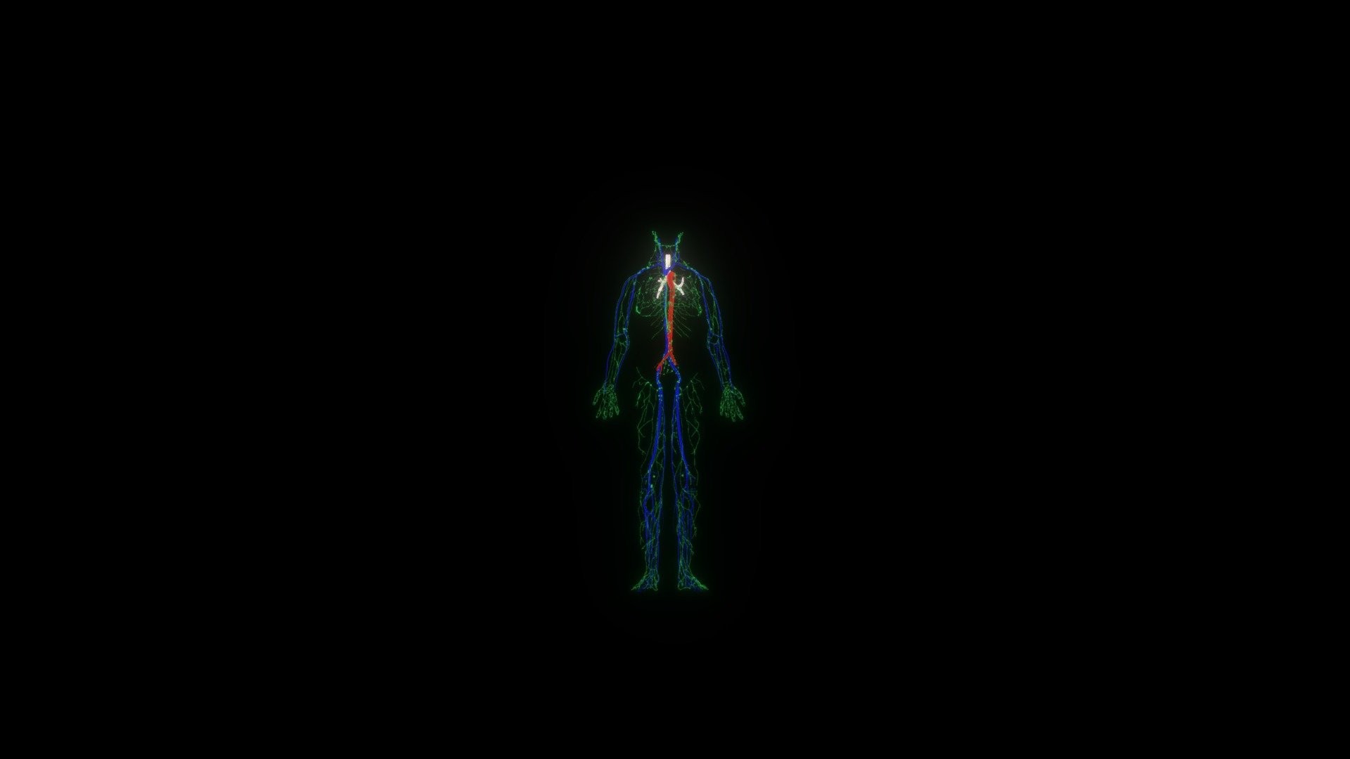 Lymphatic system overview model 2