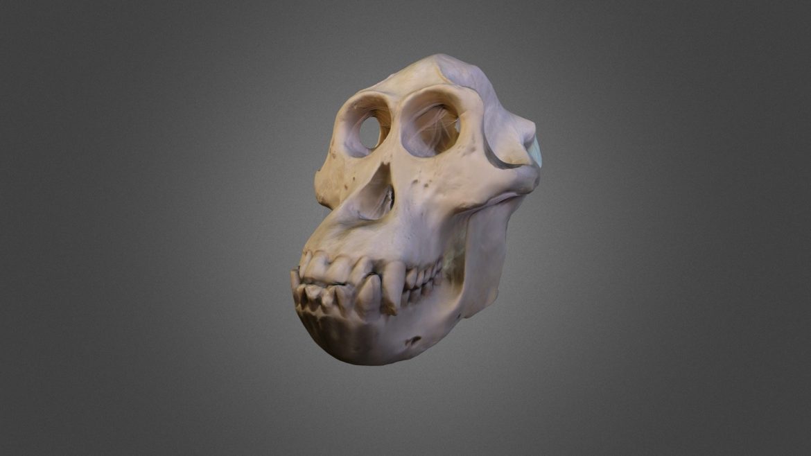 male orangutan skull 3d model