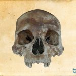 Mary Rose carpenter’s skull