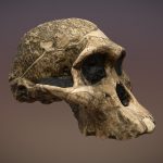 [NOW 1m+ YEARS OLDER!] Mrs Ples (A. africanus)