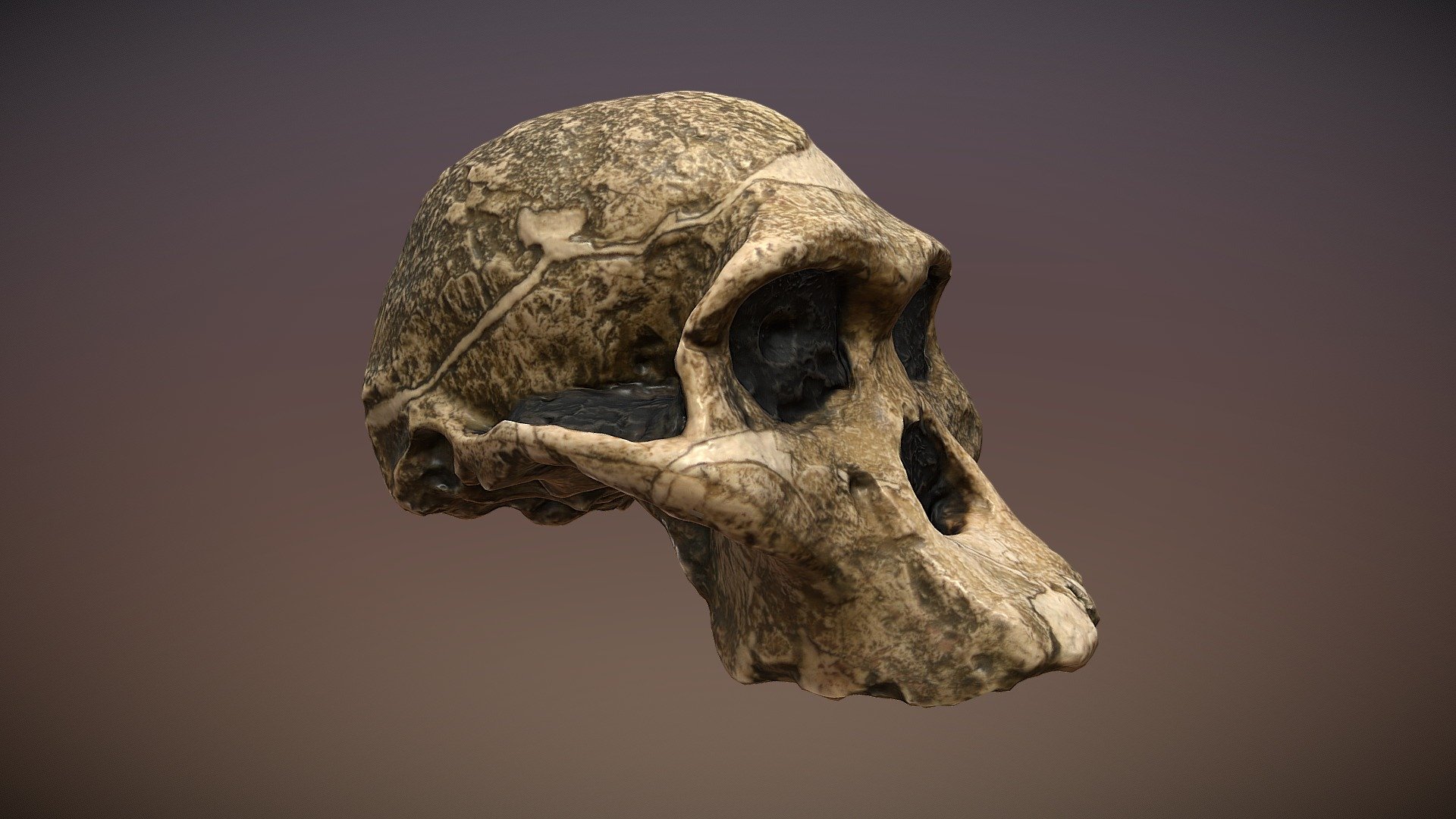 [NOW 1m+ YEARS OLDER!] Mrs Ples (A. africanus)