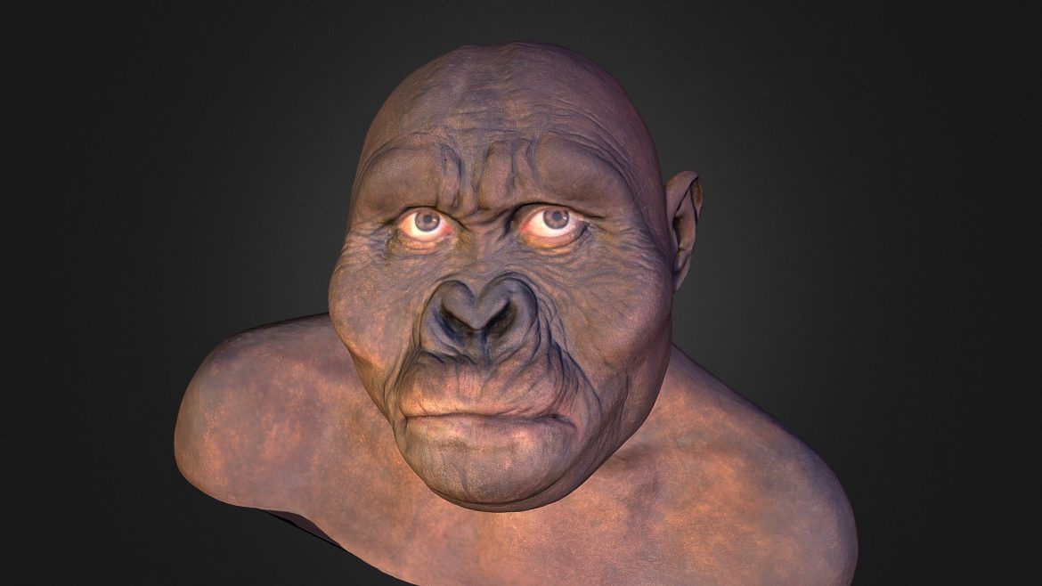 ominide 3d model