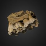 Pig Jaw Fragment