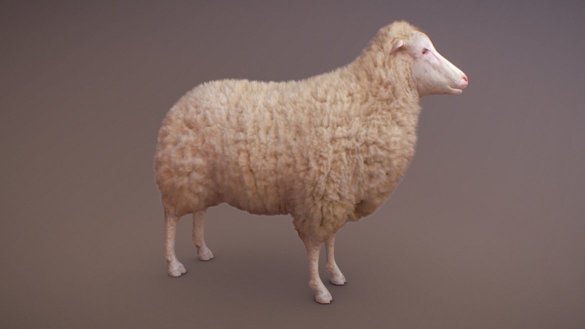 sheep test 3d model