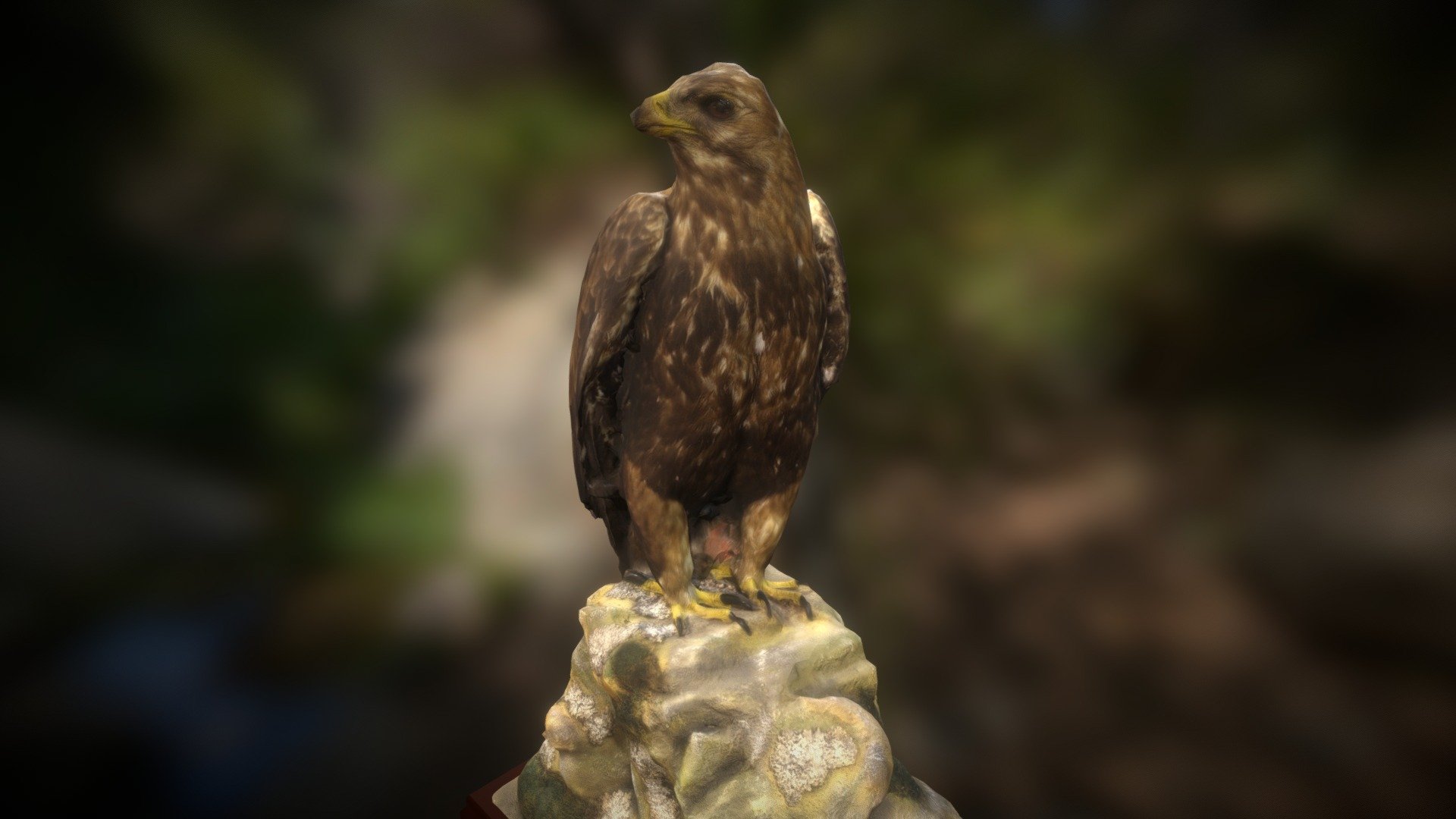 Taxidermy Eagle