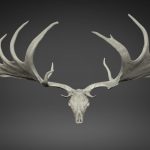 tte de mgacros 3d model
