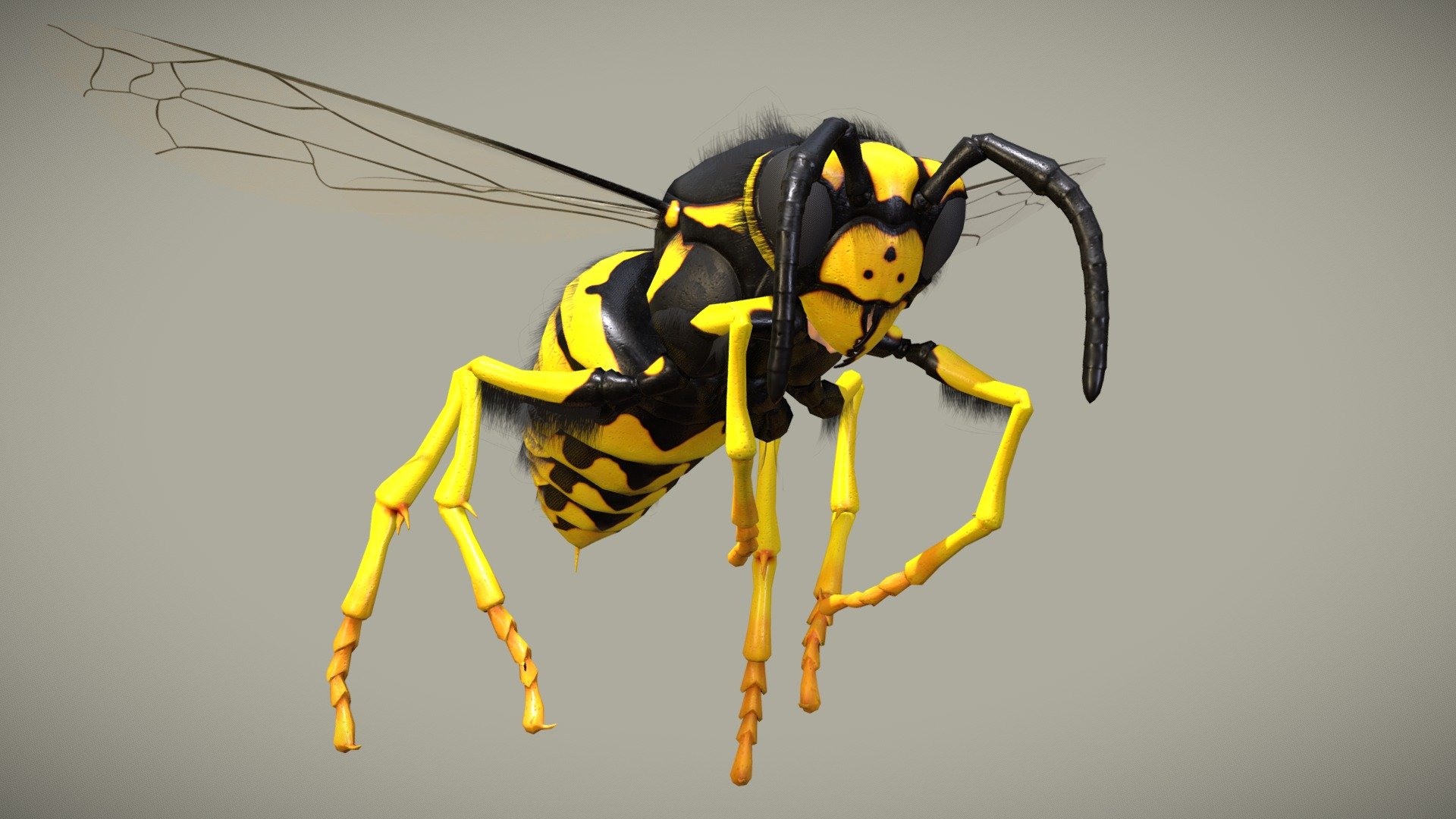 Wasp – Vespula Germanica