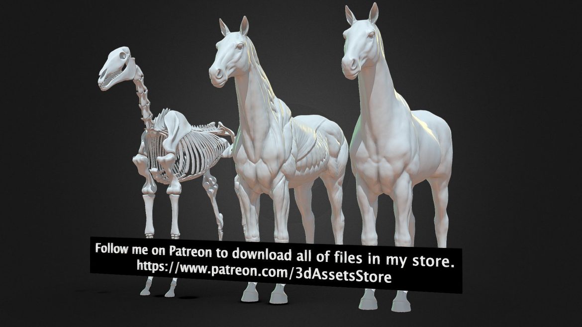 Horse Anatomy 3d Model - Detailed horse anatomy 3D model featuring both skin and ecorche views with high-resolution textures for study and artistic reference.