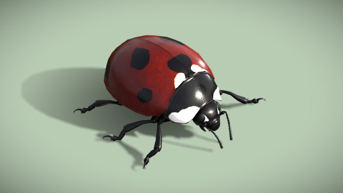 animated ladybug coccinella septempunctata 3d model