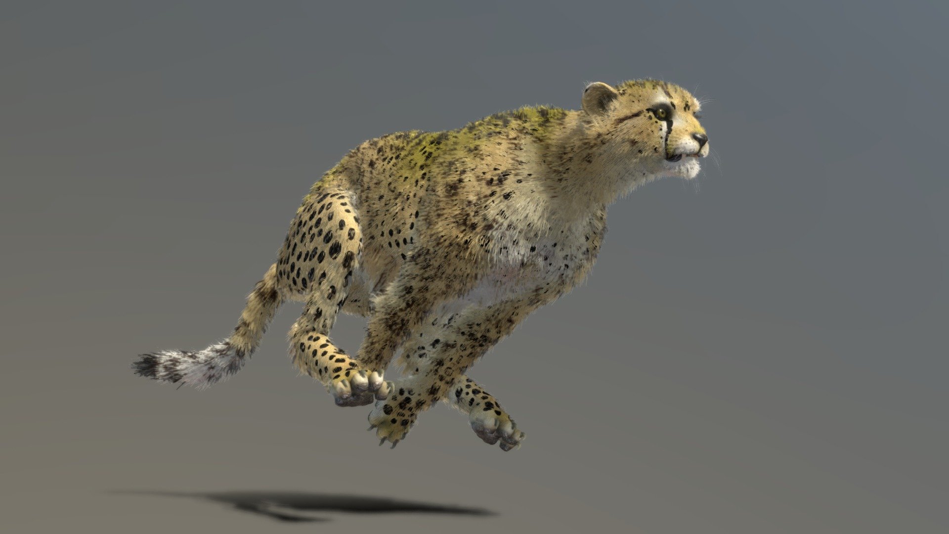 Cheetah