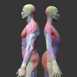 Ecorche Anatomy 3d Model - Écorché Male and Female Anatomy 3D Model Bundle with Muscle Names