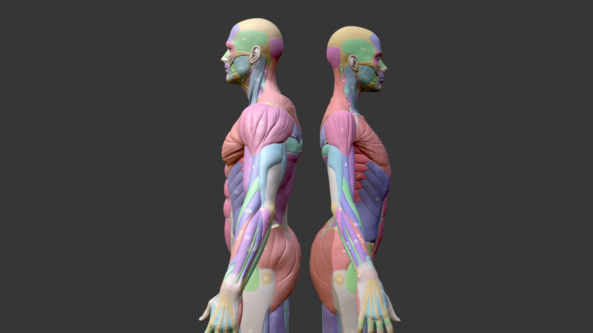 3d male female body anatomy