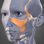 Female Bust – Human Anatomy Study