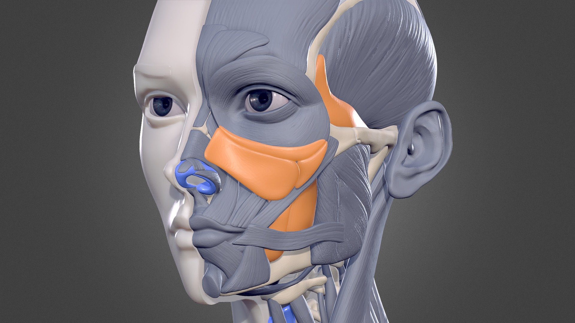 Female Bust – Human Anatomy Study