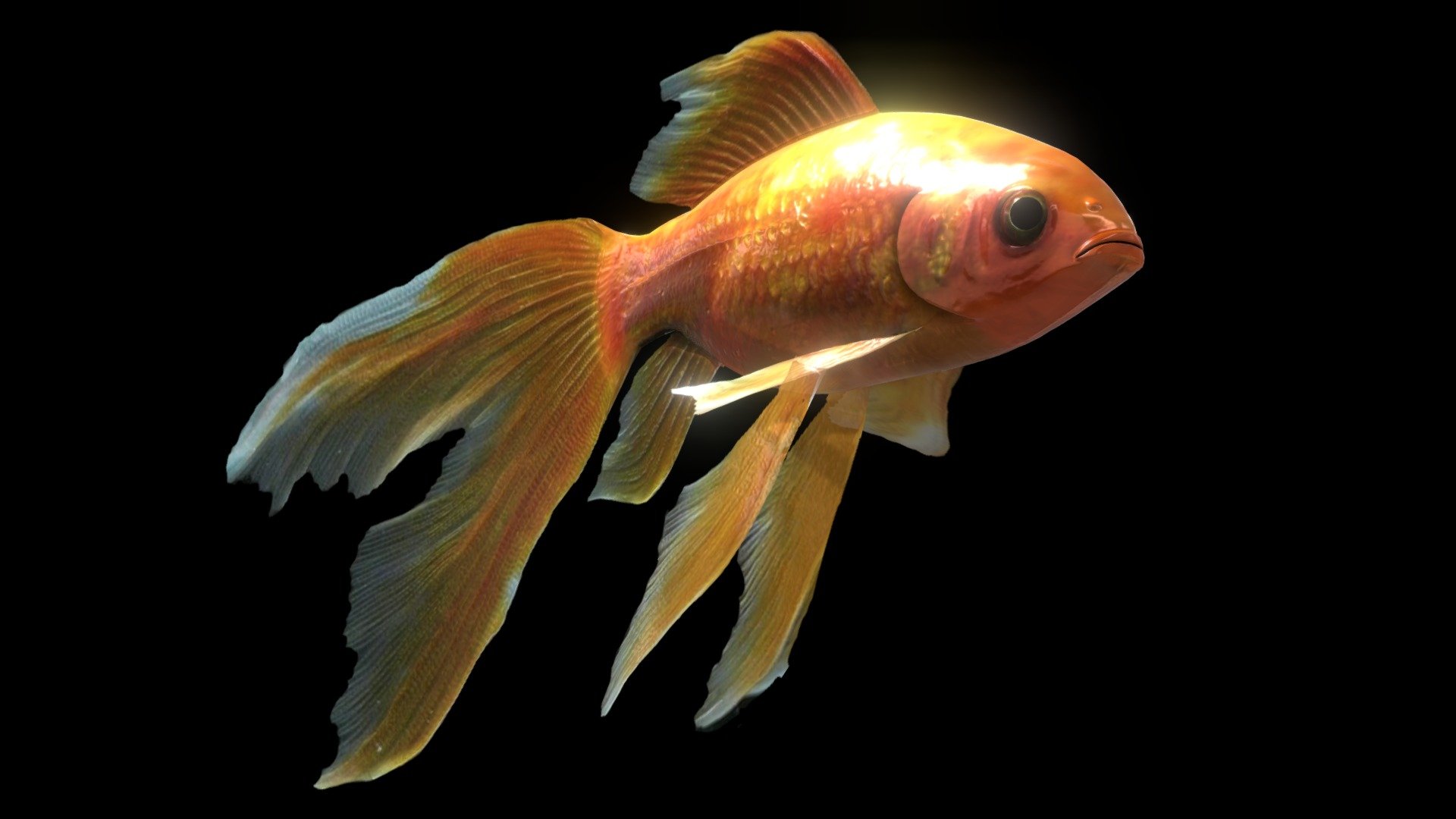 Gold Fish