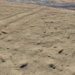 Tucson Footprints: Sixth Exposure
