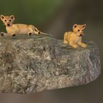 Two Little Lions