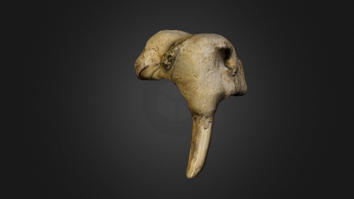 walrus skull 3d model
