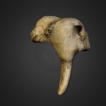 Walrus Skull