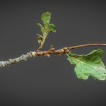 Acorn branche